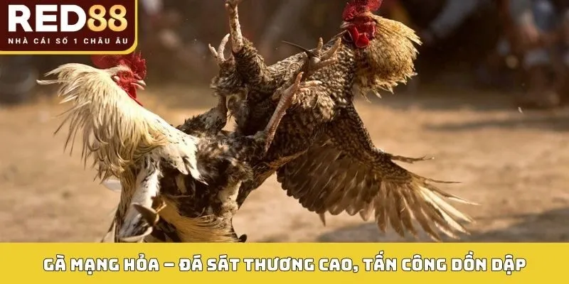 Màu Mạng Gà Đá Red88: Bí Quyết Bắt Kèo Chuẩn Theo Phong Thủy 4 Gà mạng Hỏa – Đá sát thương cao, tấn công dồn dập
