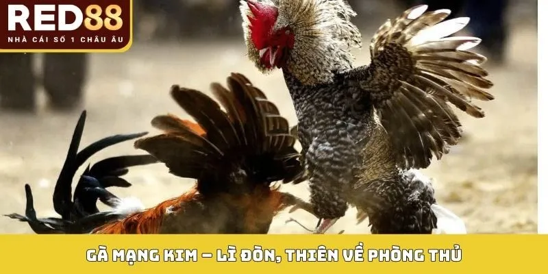 Màu Mạng Gà Đá Red88: Bí Quyết Bắt Kèo Chuẩn Theo Phong Thủy 3 Gà mạng Kim – Lì đòn, thiên về phòng thủ