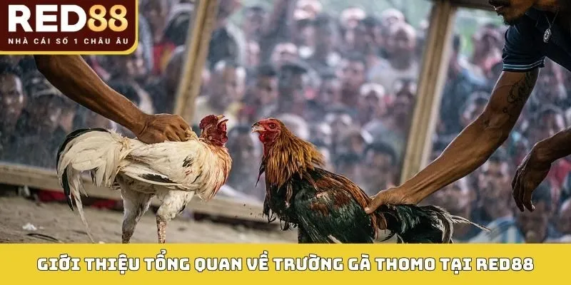 Trường Gà Thomo: Sân Chơi Đá Gà Đỉnh Cao 2026 Tại RED88 2 Giới thiệu tổng quan về trường gà Thomo tại RED88
