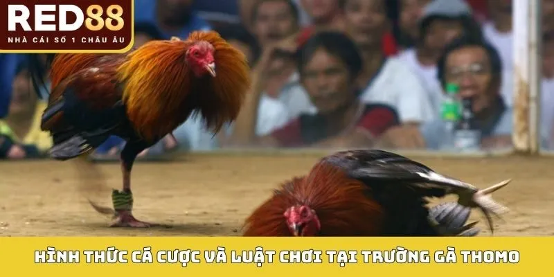 Trường Gà Thomo: Sân Chơi Đá Gà Đỉnh Cao 2026 Tại RED88 3 Hình thức cá cược và luật chơi tại Trường gà Thomo