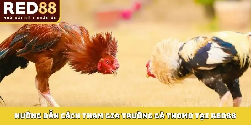 Trường Gà Thomo: Sân Chơi Đá Gà Đỉnh Cao 2026 Tại RED88 5 Hướng dẫn cách tham gia Trường gà Thomo tại RED88