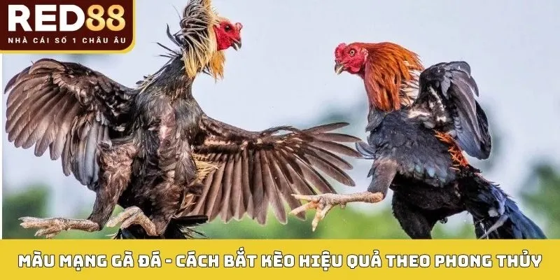 Màu Mạng Gà Đá Red88: Bí Quyết Bắt Kèo Chuẩn Theo Phong Thủy 1 Màu Mạng Gà Đá Red88