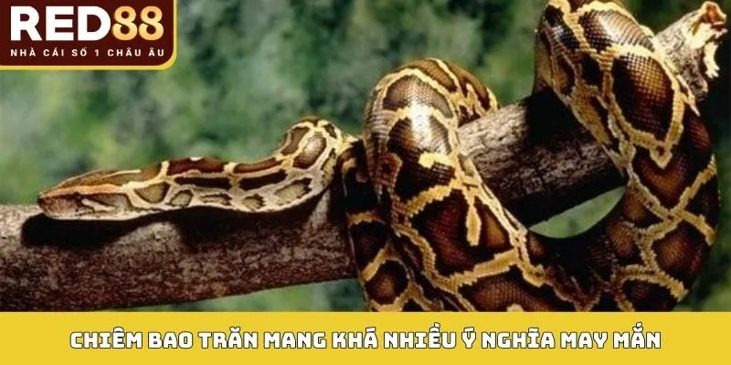 Giải Mã Điềm Báo Mơ Thấy Trăn Và Số May Mắn Trong Lô Đề 2 Chiêm bao trăn mang khá nhiều ý nghĩa may mắn