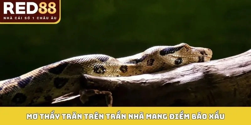 Giải Mã Điềm Báo Mơ Thấy Trăn Và Số May Mắn Trong Lô Đề 3 Mơ thấy trăn trên trần nhà mang điềm báo xấu