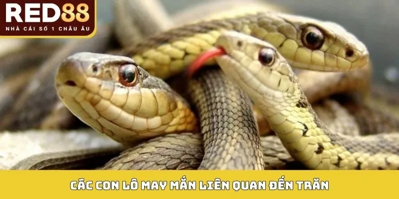 Giải Mã Điềm Báo Mơ Thấy Trăn Và Số May Mắn Trong Lô Đề 4 Các con lô may mắn liên quan đến trăn