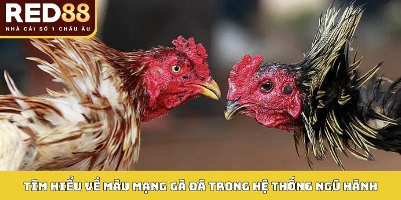 Màu Mạng Gà Đá Red88: Bí Quyết Bắt Kèo Chuẩn Theo Phong Thủy 2 Tìm hiểu về Màu mạng gà đá trong hệ thống ngũ hành