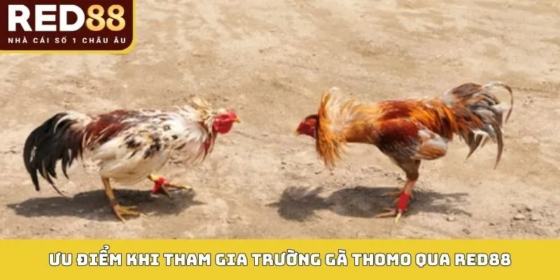 Trường Gà Thomo: Sân Chơi Đá Gà Đỉnh Cao 2026 Tại RED88 4 Ưu điểm khi tham gia Trường gà Thomo qua RED88